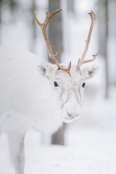 Portrait d'un renne | Laponie suédoise | Photographie de nature par Marika Huisman fotografie