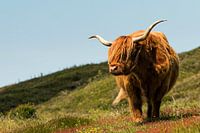 Scottish Highlander
