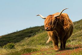 Scottish Highlander by Nicole de Boer