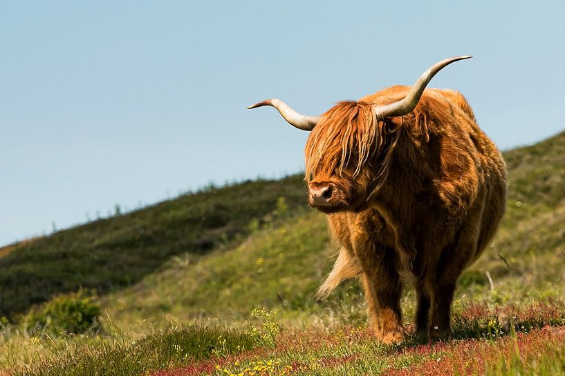 Scottish Highlander by Nicole de Boer