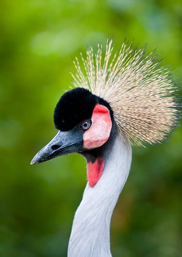 Kraanvogel