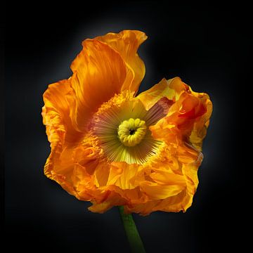 Poppies Escape No 12 van Jo van den Berg