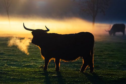 Scottish Highlander in dawn