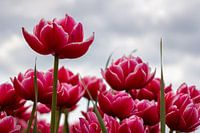 Besondere Tulpen auf einem Feld
