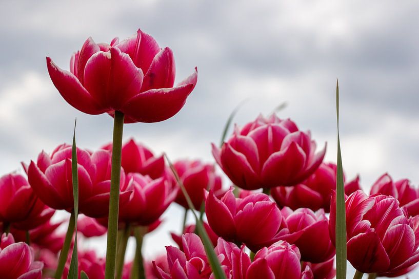 Besondere Tulpen auf einem Feld von Miranda Vleerlaag