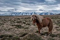 IJslands Paard van Ruud van der Lubben thumbnail