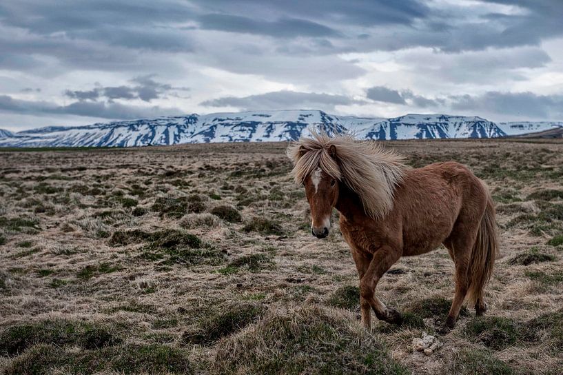 IJslands Paard van Ruud van der Lubben
