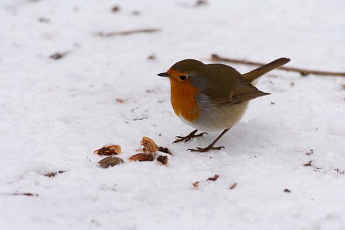 roodborstje in de sneeuw