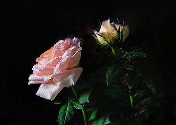 Mooie roze roos met waterdruppels van Angelika Beuck