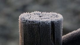 Reif an der Stange von Ton van Waard - Pro-Moois