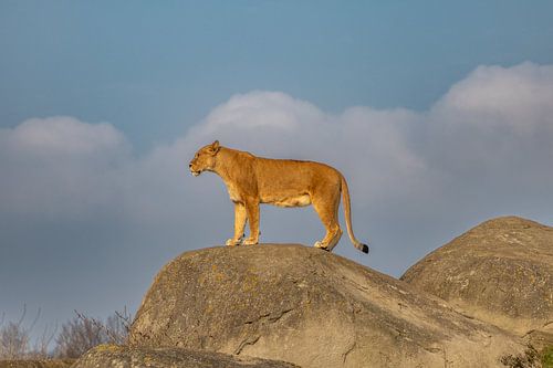 De Koningin van de Hoogte