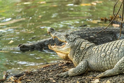Crocodiles of Kachikally, Gambia,