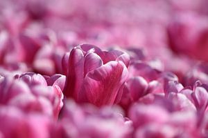 Tulpen von Kirsten Rebbers