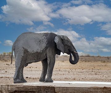 Elephant cooling off at a waterhole in Namibia, Africa by Patrick Groß