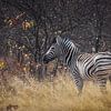Zebra von Guus Quaedvlieg