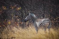Zebra von Guus Quaedvlieg Miniaturansicht