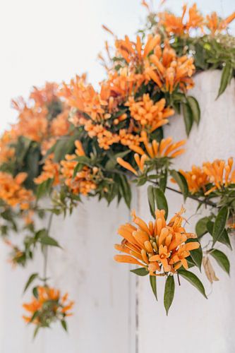 Cape honeysuckle - Orange flowers over white wall Spain