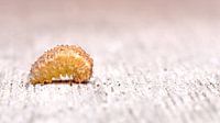 minimalistisch rups macro