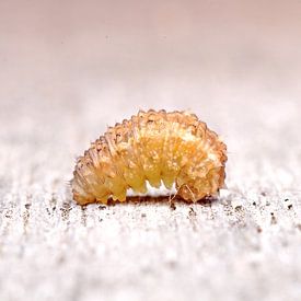 small caterpillar macro by Mark Verhagen