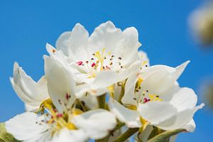 Frühling-Birnenblüte von Blond Beeld