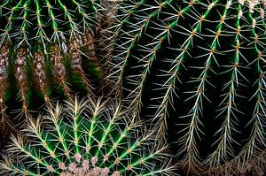 Cactus patronen van Anouschka Hendriks