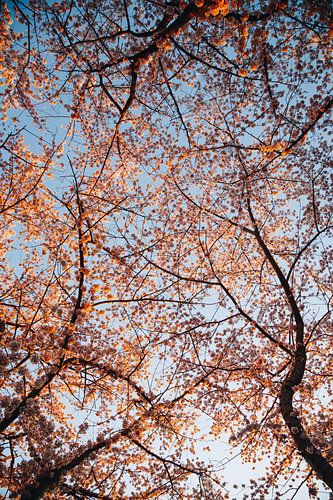 Cerisiers en fleurs au printemps, Sakura japonais à Almere, Pays-Bas III | Tirages d'art botanique
