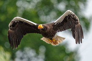 Aigle de mer de Steller en vol.