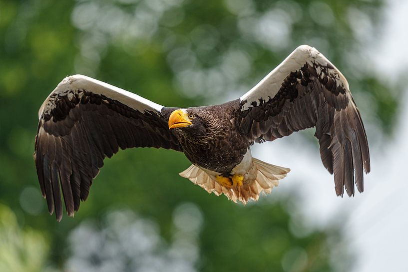 Flying Steller's sea eagle. by Jaap van den Berg