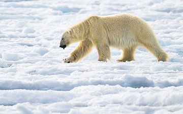 The Silent Wanderer by Koen Hoekemeijer