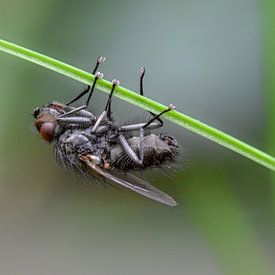 Fly on grass close-up by Kim de Been