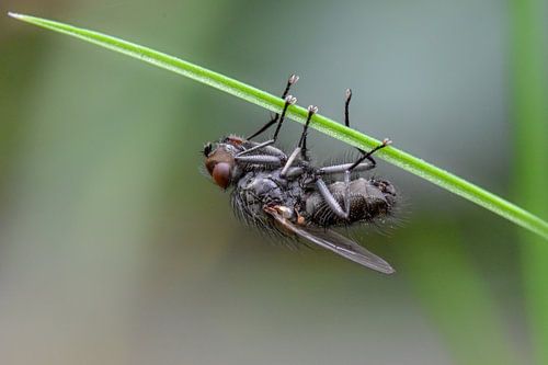 Fly on grass close-up