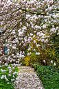 tuinpad bedekt met bloesem van magnolia van Margriet Hulsker thumbnail