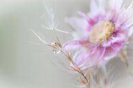 Still life in macro by jacky weckx thumbnail