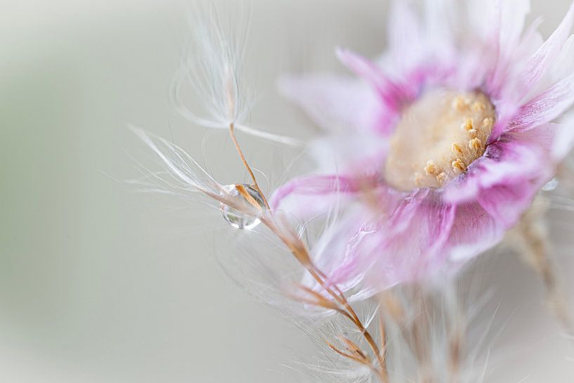 Still life in macro by jacky weckx