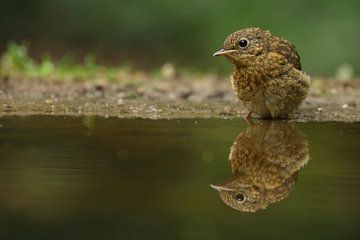 Portret van een jonge Roodborst van Ronald Pol