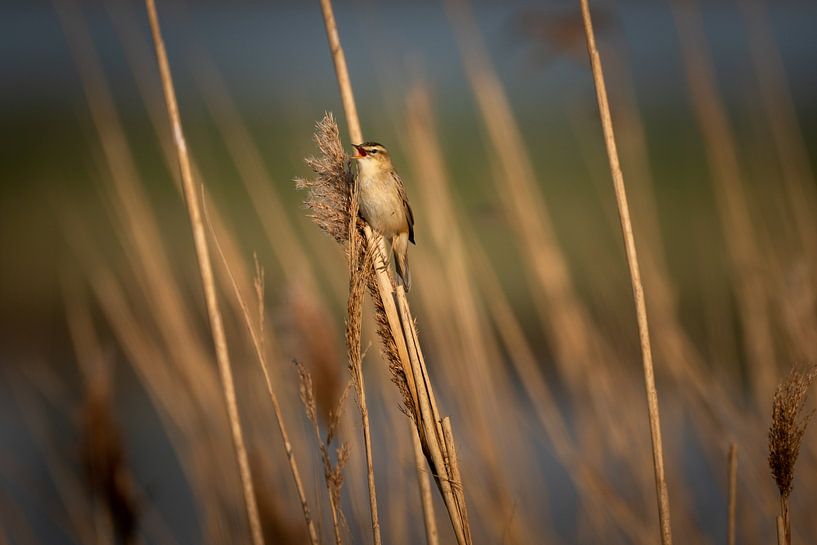 Teichrohrsänger von Koen Boelrijk Photography