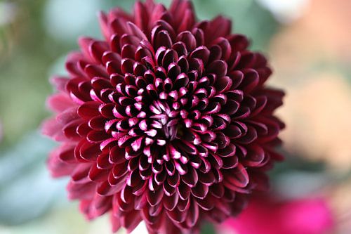 Dahlia