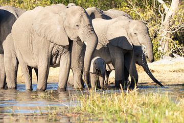 The elephants of the Okavango