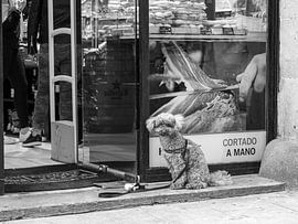 Poodle at the butcher | Barcelona by Flatfield