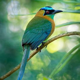 Bird of paradise by Matthias Spartz