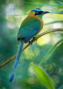 Oiseau de paradis
