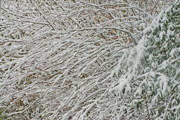 Sneeuw in bos, Nederland, Noord-Brabant, Roosendaal van Wies Van Erp