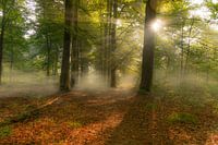 Fog in the forest