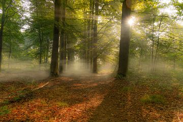 Mist in het bos van Marc Vandaele