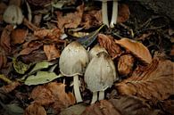 Mushrooms in the forest von Lisanne Rodenburg Miniaturansicht