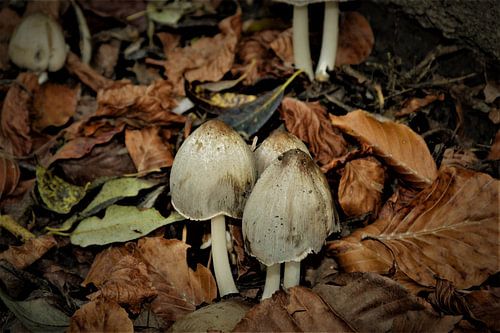 Paddenstoelen in het bos
