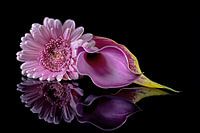 Flower arrangement of a gerbera and calla