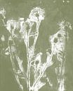 Meadow flowers in white on khaki green. Modern botanical art. by Dina Dankers thumbnail