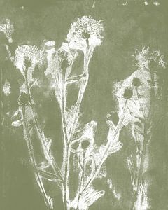 Wiesenblumen in weiß auf khakigrün. Moderne botanische Kunst. von Dina Dankers