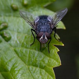 The Fly by reivilo fotografie